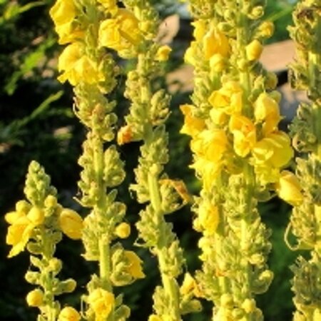 Verbascum olympicum geen maat specificatie 0,55L/P9cm - afbeelding 3