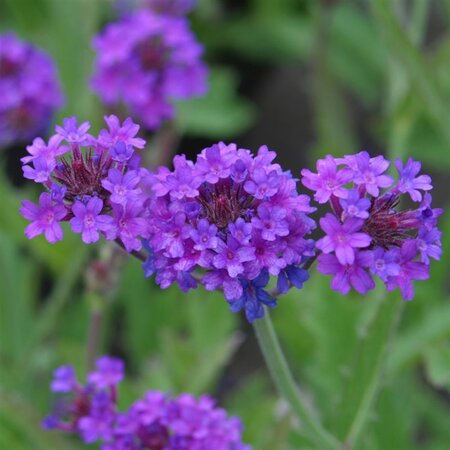 Verbena rigida geen maat specificatie 0,55L/P9cm - afbeelding 4