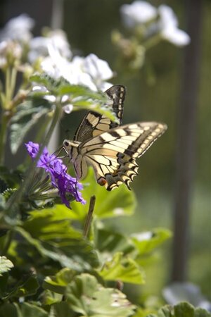 Verbena rigida geen maat specificatie 0,55L/P9cm - afbeelding 5