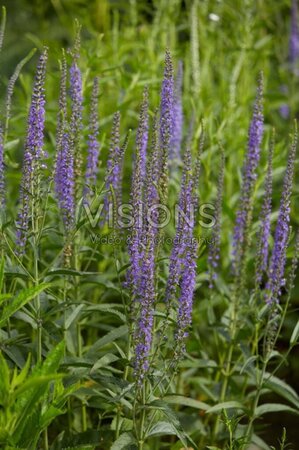 Veronica longifolia geen maat specificatie 0,55L/P9cm - afbeelding 4