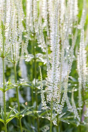 Veronica spic. 'Alba' geen maat specificatie 0,55L/P9cm - afbeelding 2