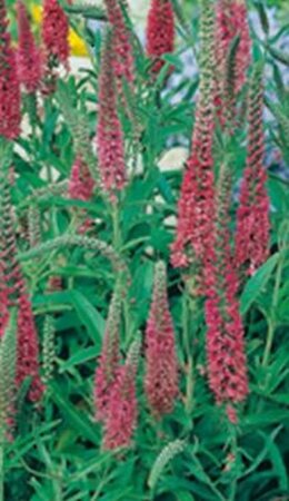 Veronica spic. 'Heidekind' geen maat specificatie 0,55L/P9cm