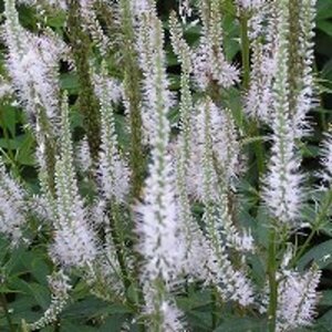 Veronicastrum virg. 'Diana' geen maat specificatie 0,55L/P9cm