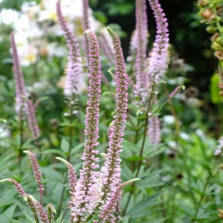 Veronicastrum virg. 'Erika' geen maat specificatie 0,55L/P9cm
