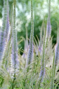 Veronicastrum virg. 'Fascination' geen maat specificatie 0,55L/P9cm - afbeelding 4