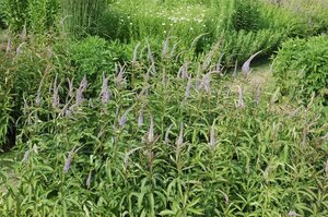 Veronicastrum virginicum geen maat specificatie 0,55L/P9cm - afbeelding 2