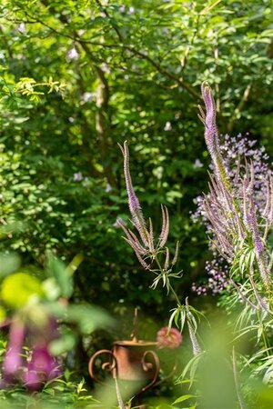 Veronicastrum virginicum geen maat specificatie 0,55L/P9cm - afbeelding 4