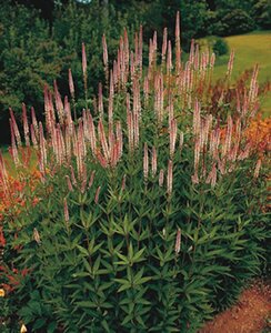 Veronicastrum virg. 'Pink Glow' geen maat specificatie 0,55L/P9cm