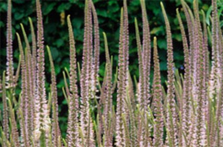 Veronicastrum virg. 'Roseum' geen maat specificatie 0,55L/P9cm - afbeelding 1