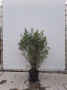 Vitex agnus-castus 175-200 cm draadkluit meerstammig