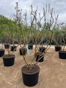 Vitex agnus-castus 225-250 cm draadkluit meerstammig