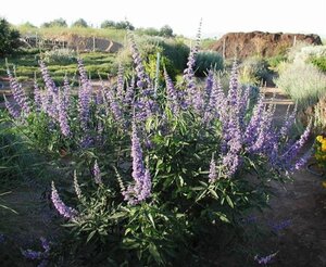 Vitex agnus-castus 25-30 cm cont. 3,0L