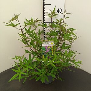 Vitex agnus-castus 30-40 cm cont. 3,0L - afbeelding 1