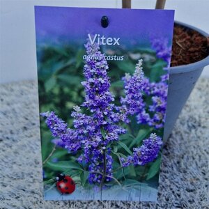Vitex agnus-castus 30-40 cm cont. 3,0L
