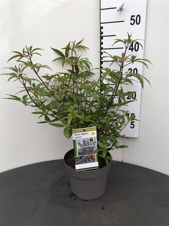 Vitex agnus-castus 30-40 cm cont. 3,0L - afbeelding 6