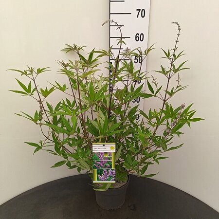 Vitex agnus-castus 30-40 cm cont. 3,0L - afbeelding 1