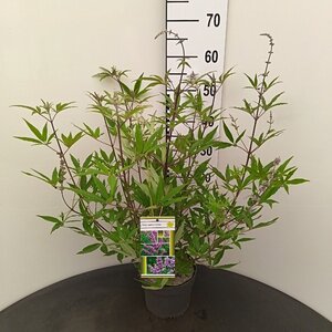 Vitex agnus-castus 30-40 cm cont. 3,0L - afbeelding 1