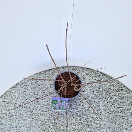 Vitex agnus-castus 30-40 cm cont. 3,0L - afbeelding 3