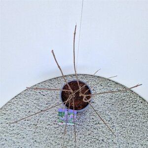 Vitex agnus-castus 30-40 cm cont. 3,0L - afbeelding 3