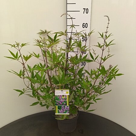 Vitex agnus-castus 30-40 cm cont. 3,0L - afbeelding 2