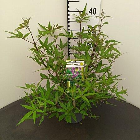 Vitex agnus-castus 30-40 cm cont. 3,0L - afbeelding 2