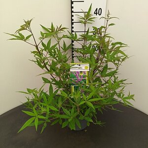 Vitex agnus-castus 30-40 cm cont. 3,0L - afbeelding 2