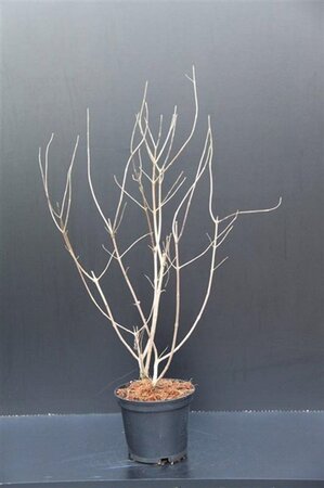 Vitex agnus-castus 30-40 cm cont. 3,0L - afbeelding 7