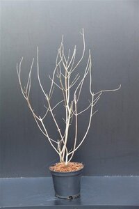 Vitex agnus-castus 30-40 cm cont. 3,0L - afbeelding 7