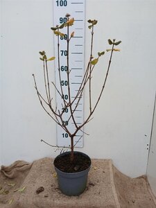 Viburnum burkw. 'Anne Russell' 50-60 cm cont. 5,0L