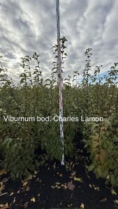 Viburnum bodn. 'Charles Lamont' (='New Dawn') 150-175 cm met kluit