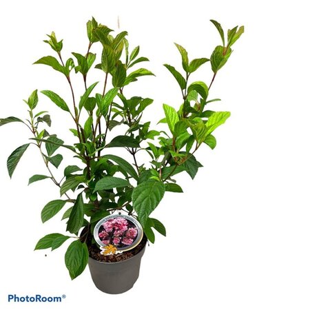 Viburnum bodn. 'Charles Lamont' (='New Dawn') 40-50 cm cont. 3,0L - afbeelding 2