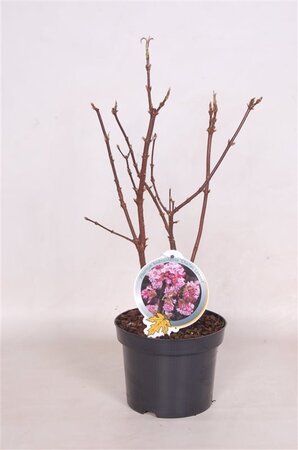 Viburnum bodn. 'Charles Lamont' (='New Dawn') 40-50 cm cont. 3,0L - afbeelding 3