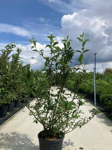 Viburnum bodn. 'Dawn' 125-150 cm cont. 25L