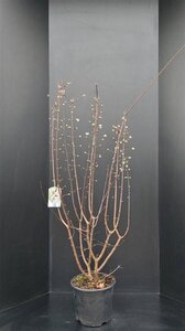 Viburnum bodn. 'Dawn' 125-150 cm met kluit