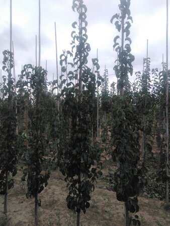 Vitis 'Boskoop Glory' (blauw-bijna pitloos) 70 cm vierkant 2L - afbeelding 4