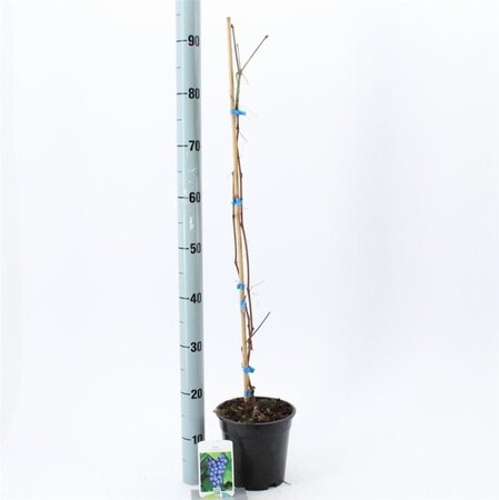 Vitis 'Boskoop Glory' (blauw-bijna pitloos) 70 cm vierkant 2L - afbeelding 2