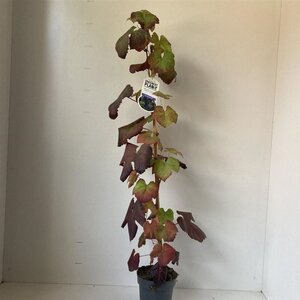 Vitis 'Boskoop Glory' (blauw-bijna pitloos) 70 cm vierkant 2L - afbeelding 3