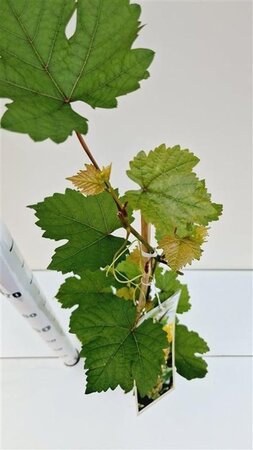 Vitis 'Bianca' 80-100 cm rozenpot 2L - afbeelding 2