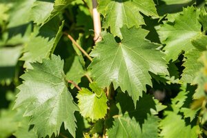 Vitis 'Bianca' 80-100 cm rozenpot 2L