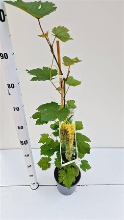 Vitis 'Bianca' 80-100 cm rozenpot 2L - image 4