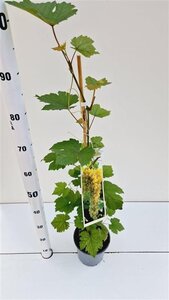 Vitis 'Bianca' 80-100 cm rozenpot 2L - image 4