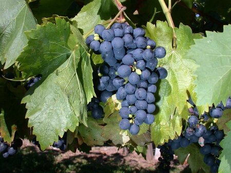 Vitis 'Buffalo' 80-100 cm cont. 3,0L met stok