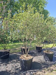 Viburnum burkwoodii 175-200 cm cont. 110L meerstammig - afbeelding 2