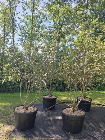 Viburnum burkwoodii 175-200 cm cont. 110L meerstammig - afbeelding 3