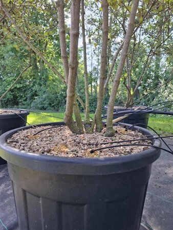 Viburnum burkwoodii 175-200 cm cont. 110L meerstammig - afbeelding 4