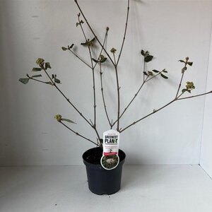 Viburnum burkwoodii 40-50 cm cont. 3,0L