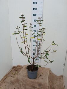 Viburnum burkwoodii 60-70 cm cont. 5,0L