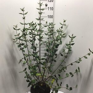 Viburnum burkwoodii 80-100 cm cont. 12L