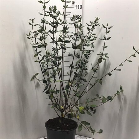 Viburnum burkwoodii 80-100 cm cont. 12L - afbeelding 3