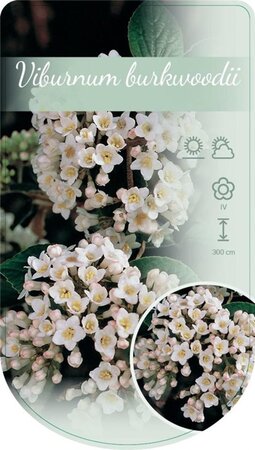 Viburnum burkwoodii 80-100 cm cont. 12L - afbeelding 4